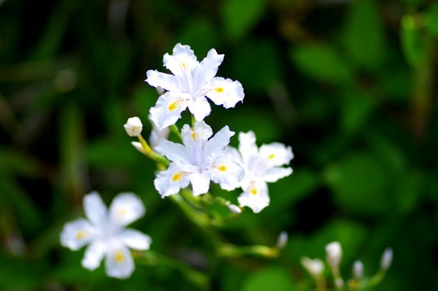 花フェスタ記念公園ローズフェスティバル_花09