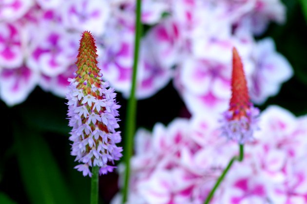 花フェスタ記念公園ローズフェスティバル_花10
