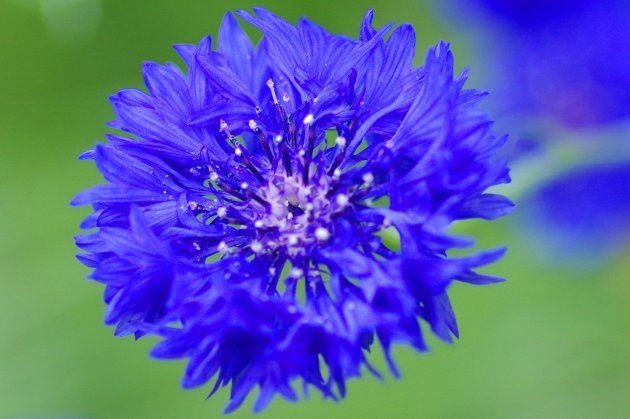 花フェスタ記念公園ローズフェスティバル_花11