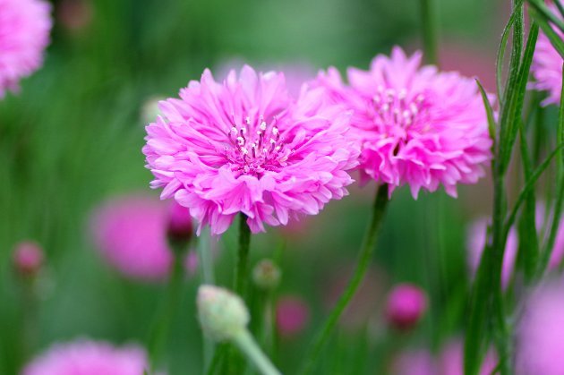 花フェスタ記念公園ローズフェスティバル_花12