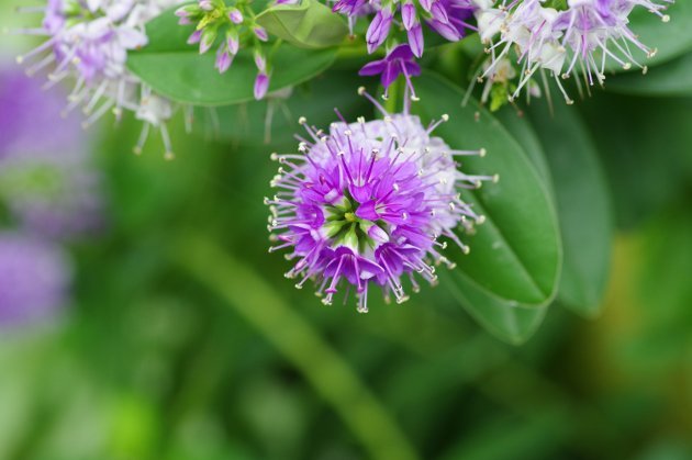 花フェスタ記念公園春の花の旅_花10