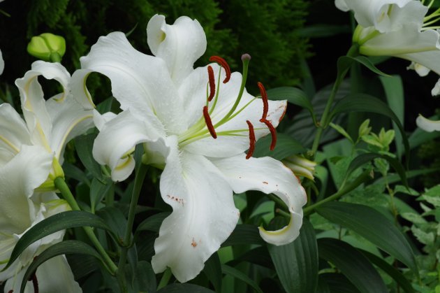 花フェスタ記念公園春の花の旅_花09