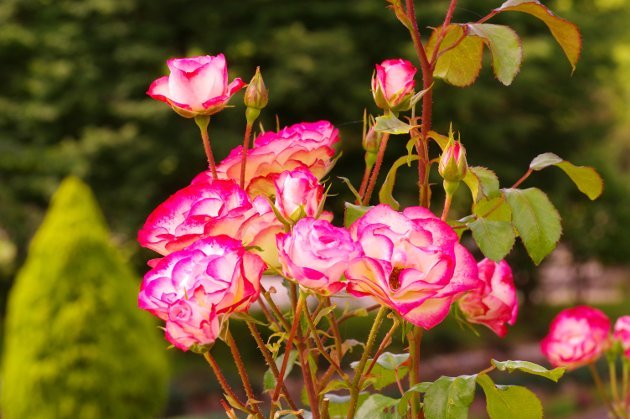 花フェスタ記念公園春の花の旅_花08
