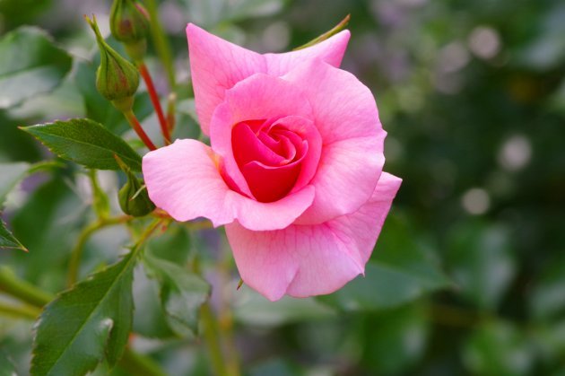 花フェスタ記念公園春の花の旅_花07