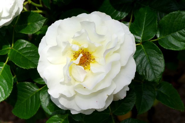 花フェスタ記念公園春の花の旅_花06