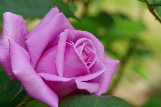 花フェスタ記念公園春の花の旅_花05