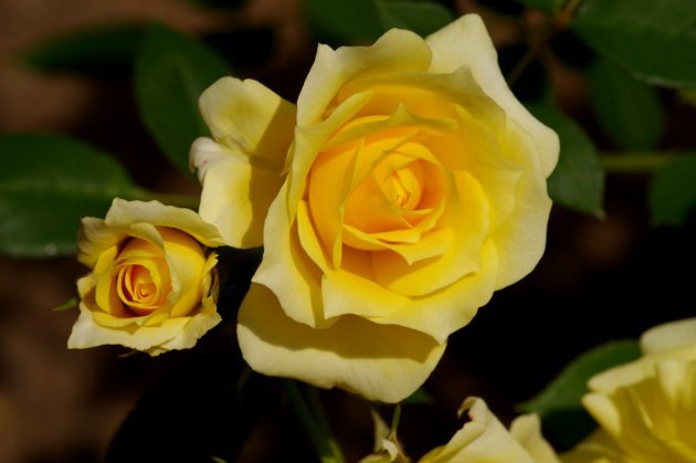 花フェスタ記念公園春の花の旅_花04