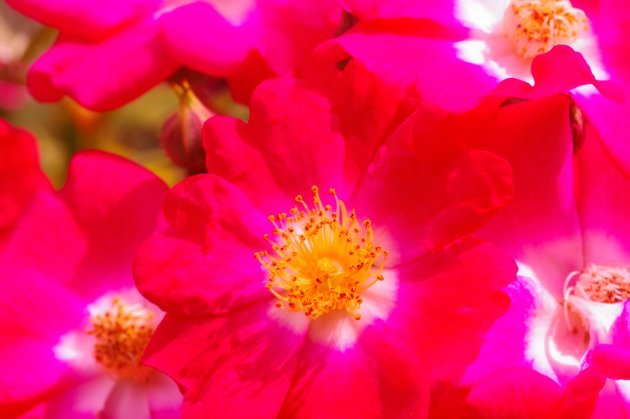 花フェスタ記念公園春の花の旅_花03