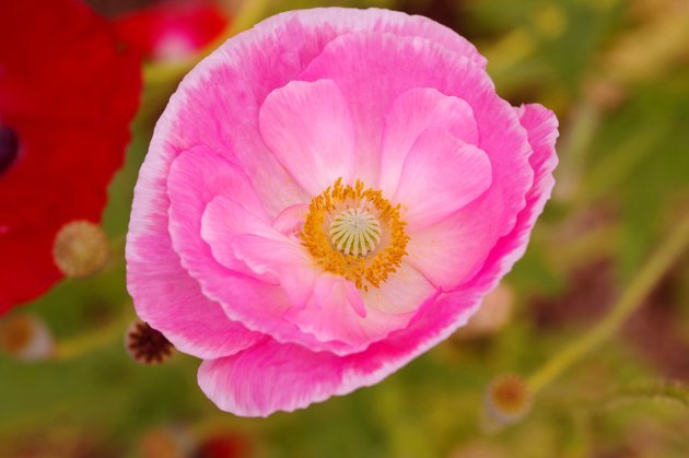 花フェスタ記念公園春の花の旅_花02