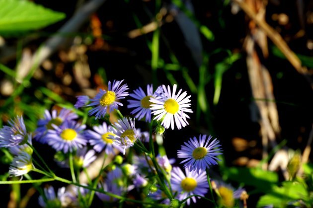 粕川56_ダイコンギク