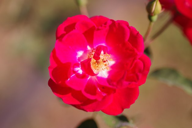 花フェスタ記念公園03_赤いバラ2